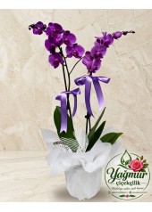 Çift Dal Özel Tasarım Mor Orkide (Phalaenopsis)